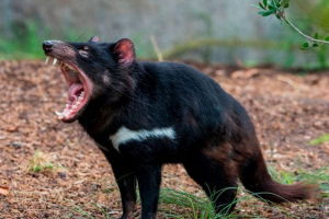 Тасманойський диявол Тасманойський диявол